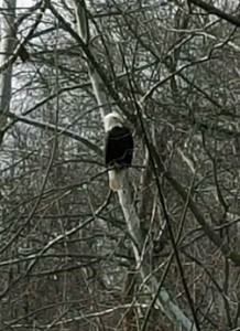 Marianna Eagle SIghting